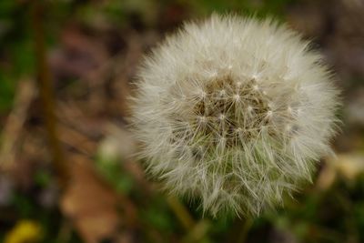 Close-up of dandelion flower