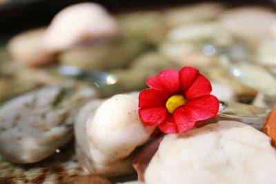 Close-up of hand holding red flower