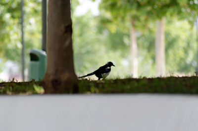 Close-up of bird perching on tree