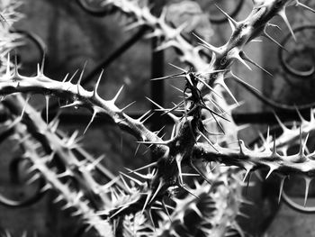 Close-up of lizard on plant