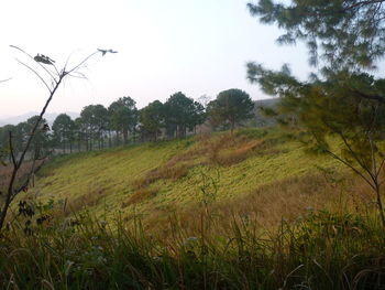 Scenic view of trees on field against sky