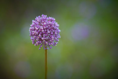 Close-up of purple flowering plant