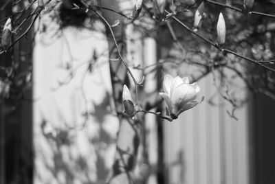 Close-up of white flowering plant