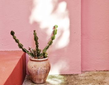 Close-up of potted plant against wall