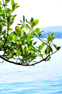 Low angle view of plant against sky