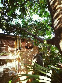 Low angle view of a tree