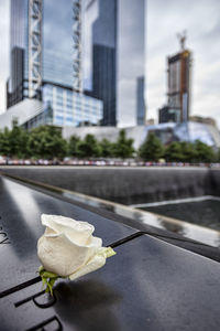 911 memorial and rose