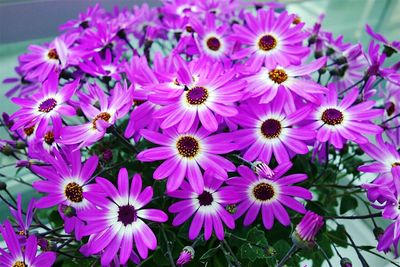 Close-up of pink flowers