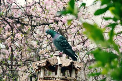 Bird perching on tree trunk