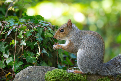 Close-up of squirrel