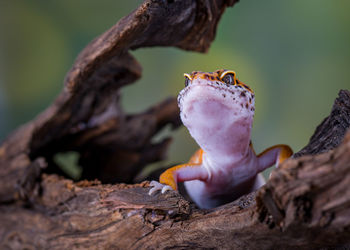 Close-up of lizard on tree trunk