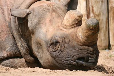 Rhinoceros relaxing on field