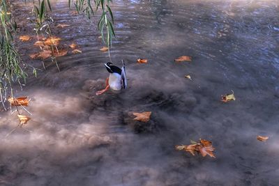 High angle view of ducks swimming in lake