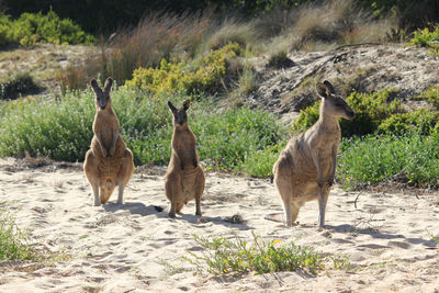 View of kangaroos on shore