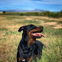 Dog looking away on field