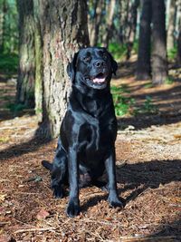 Black dog sitting in a forest