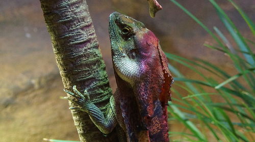 Close-up of dead fish