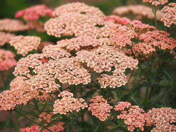 Close-up of pink flowering plants