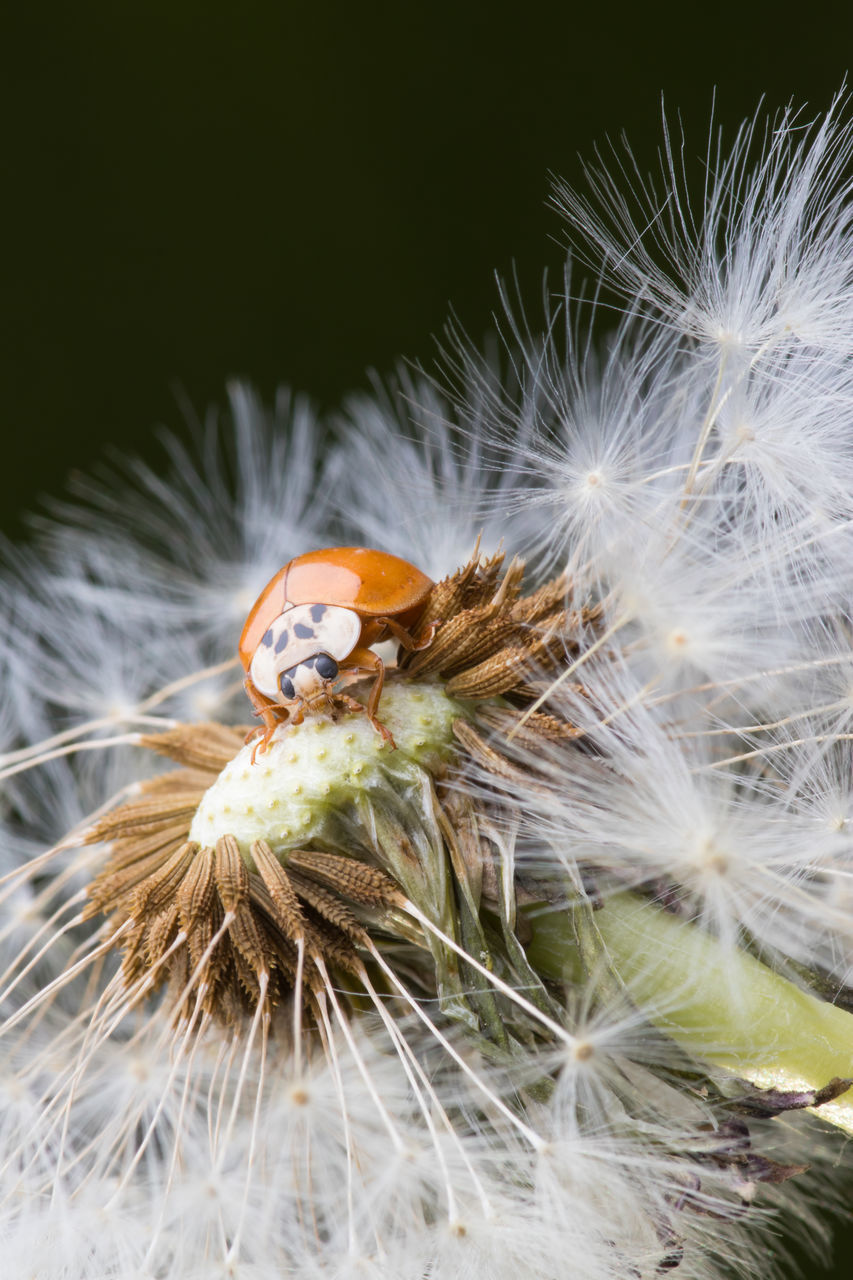 CLOSE-UP OF HONEY BEE ON DANDELION