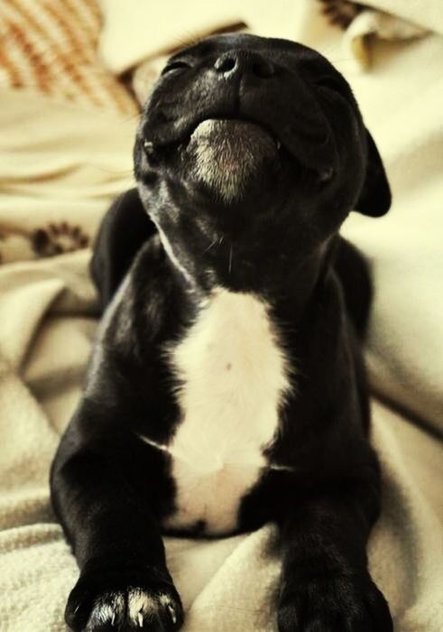 Somebody please get me this dogg ❤❤❤❤ I'll love you forever ❤❤