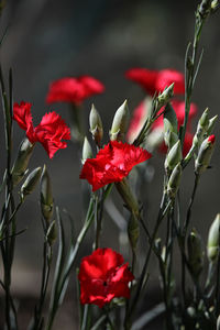 Close-up of red flowering plant