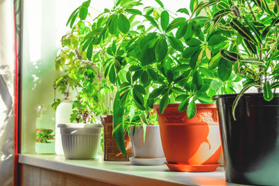 Close-up of potted plants on window sill