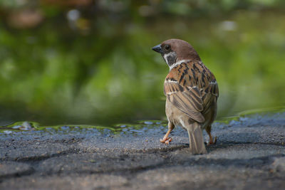 Close-up of a bird looking away