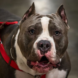 Close-up portrait of a dog