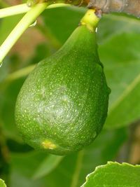 Close-up of green leaf