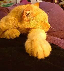 Cat sleeping on tiled floor