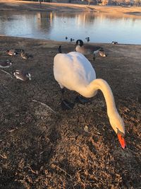 High angle view of swan swimming on lake