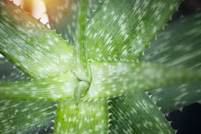 Close-up of raindrops on leaves