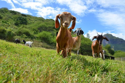 Lambs standing in field against sky
