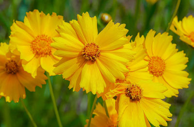 Close-up of yellow flowering plant in park