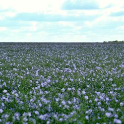 Scenic view of purple flowering plants on field against sky