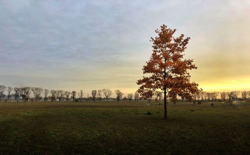 Trees on field against sky during sunset