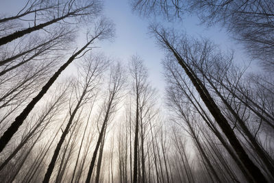 Low angle view of bare trees against clear sky