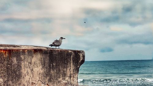 Seagull perching on a rock face in sea against sky