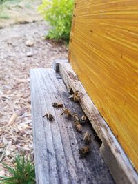 High angle view of insect on wooden plank