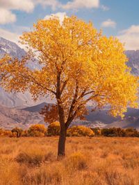 Tree on field against sky during autumn