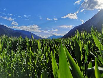 Plants growing on field against sky