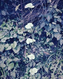 High angle view of flowers growing on field