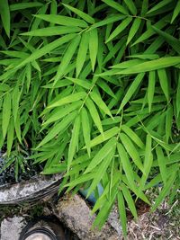 High angle view of green plant on land