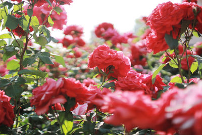 Close-up of fresh red flowers blooming on tree