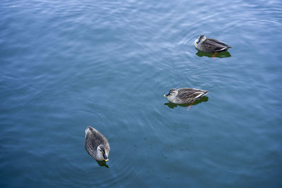 High angle view of duck swimming in lake