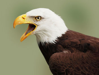 Close-up of eagle