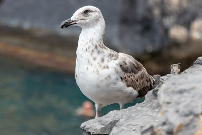 Portovenere, italy, july 30, 2023. medium sized gull, with gray coat and yellow legs