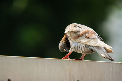 Close-up of bird perching on railing