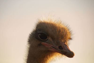 Close-up of owl ostrich clear sky