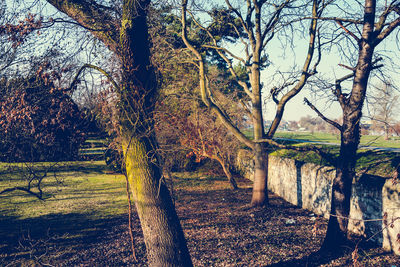 Trees in park